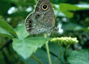 草地褐蝶 草地褐蝶