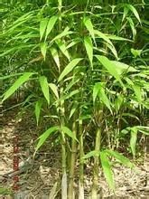 永善方竹 永善方竹