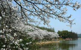 初春賞花 初春賞花