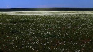 亞海韭菜 亞海韭菜