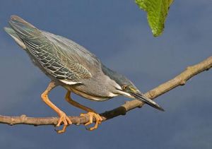 橙胸無花果鸚鵡阿魯島亞種 橙胸無花果鸚鵡阿魯島亞種