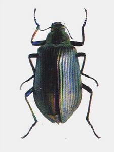 偽步行蟲 偽步行蟲