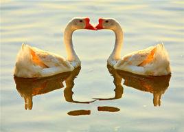 象山白鵝 象山白鵝