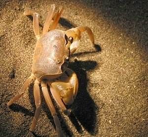 中華沙蟹 中華沙蟹