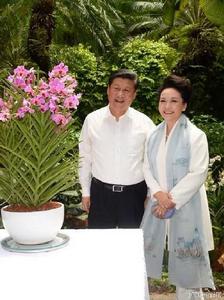 習近平-彭麗媛蘭花 習近平-彭麗媛蘭花