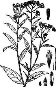 柳葉斑鳩菊[柳葉斑鳩菊]