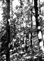 夏綠闊葉林植被 夏綠闊葉林植被