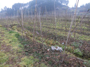 麻纓塘鄉 麻纓塘鄉