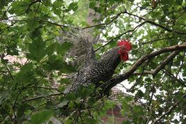 安徽蘆花雞 安徽蘆花雞