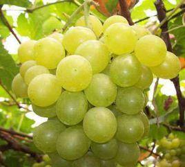 貴妃玫瑰葡萄 貴妃玫瑰葡萄
