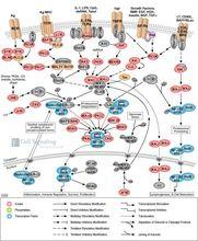 NF-kappaB細胞信號傳導通路