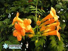 紫葳[凌霄花的別名]