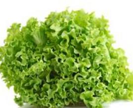 散葉生菜 散葉生菜