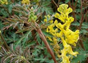 無毛卡惹拉黃堇 無毛卡惹拉黃堇