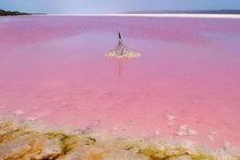 巴哈馬群島——粉色沙灘