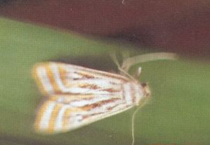 （圖）水稻螟蟲：