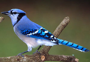 冠藍鴉 Cyanocitta cristata