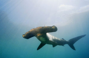 錘頭雙髻鯊魚 錘頭雙髻鯊魚