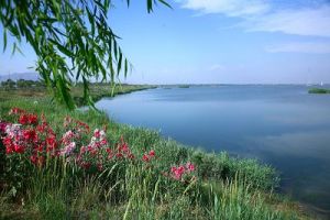 石嘴山星海湖國家濕地公園 石嘴山星海湖國家濕地公園