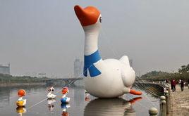 浙江大白鵝 浙江大白鵝