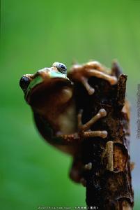 華南樹蟾 華南樹蟾