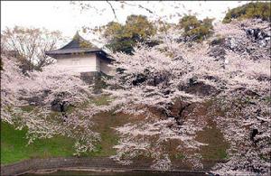 （圖）《櫻花贊》