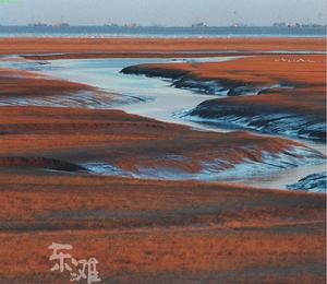 崇明東灘自然保護區