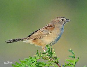 紋頭珀卡雀鵐 紋頭珀卡雀鵐