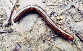 空筒筒蟲 空筒筒蟲