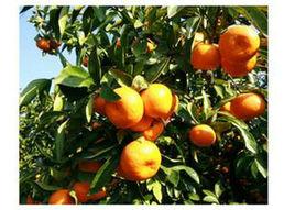 瀨戶佳桔橙 瀨戶佳桔橙