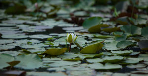 睡蓮池