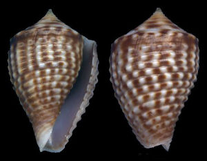 針點芋螺 針點芋螺