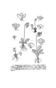 乳白垂花報春 乳白垂花報春