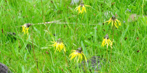 條葉垂頭菊 條葉垂頭菊