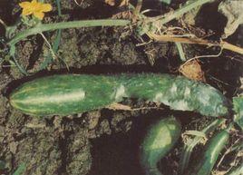 黃瓜疫病 黃瓜疫病