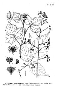 歐洲木莓 歐洲木莓