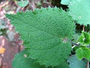 甘肅蕁麻(亞種) 甘肅蕁麻(亞種)