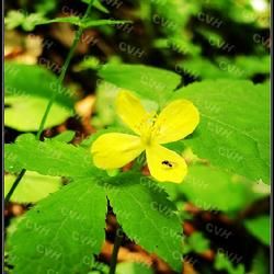 銳裂荷青花 銳裂荷青花