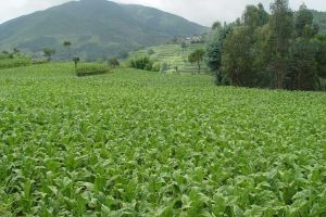 苞么科村 苞么科村