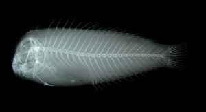 五指虹彩鯛x光照片