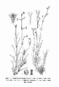 寧夏蠅子草 寧夏蠅子草