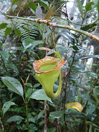 生長於高地山地森林中的賈桂琳豬籠草的上位籠