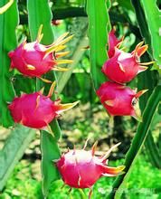 火龍果生態旅遊區 火龍果生態旅遊區