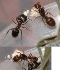 寬結大頭蟻