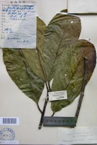 絨毛滇南山礬 絨毛滇南山礬