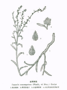 藍刺鶴虱 藍刺鶴虱