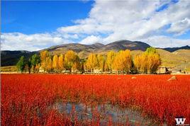 稻城亞丁紅草地 稻城亞丁紅草地