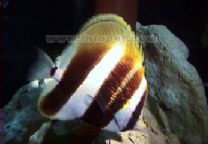 褐帶少女蝶 褐帶少女蝶