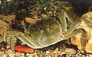 有疣英雄蟹 有疣英雄蟹