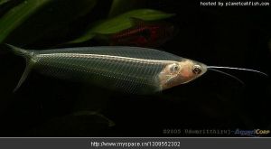 濱河缺鰭鮎 濱河缺鰭鮎